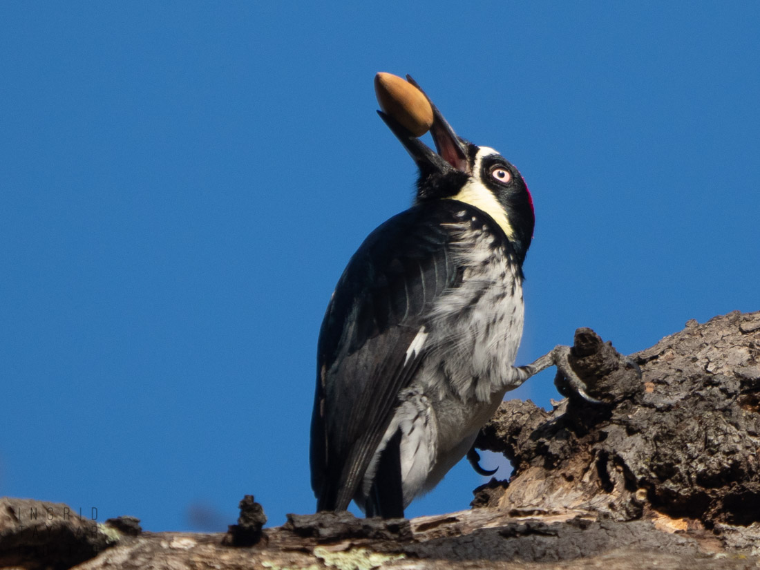 Acorn Woodpecker with Acorn