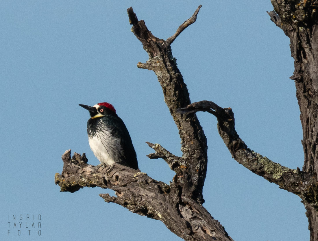 Acorn Woodpecker in Tree Snag