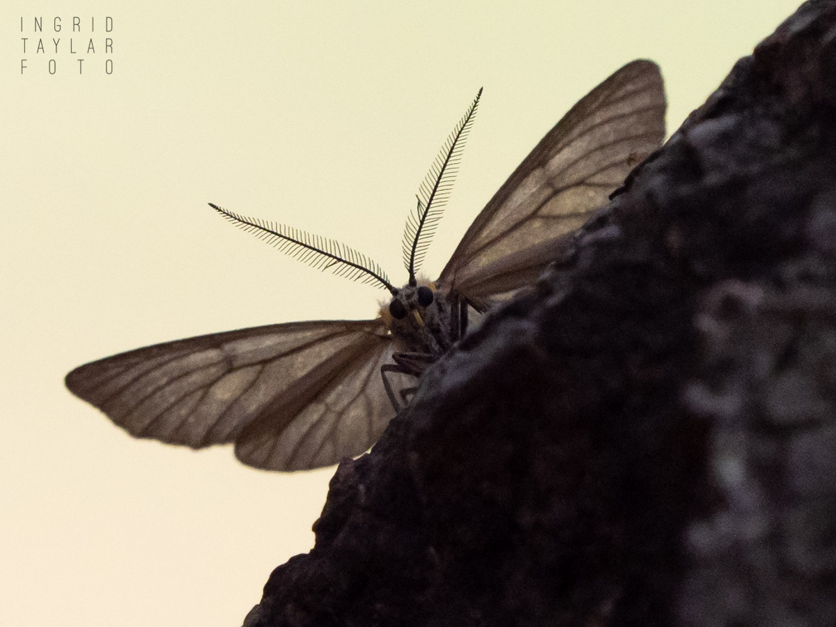 California Oak Moth Male