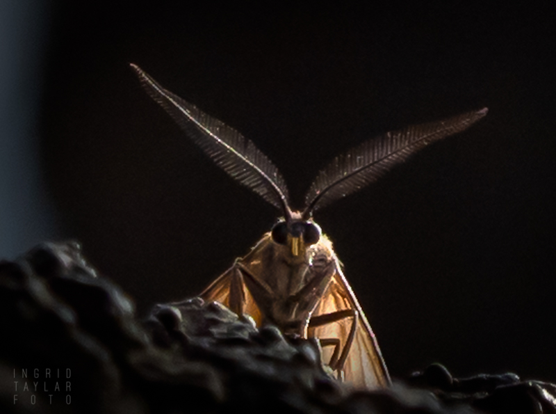 Mothman of Oakland California Oak Moth in Oakland