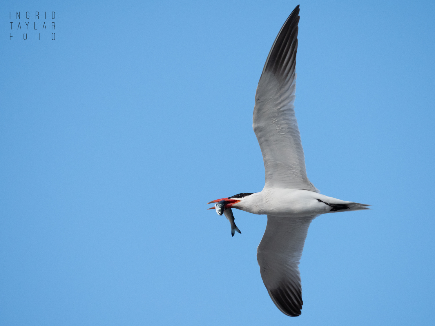 Caspian Tern in Flight with Fish