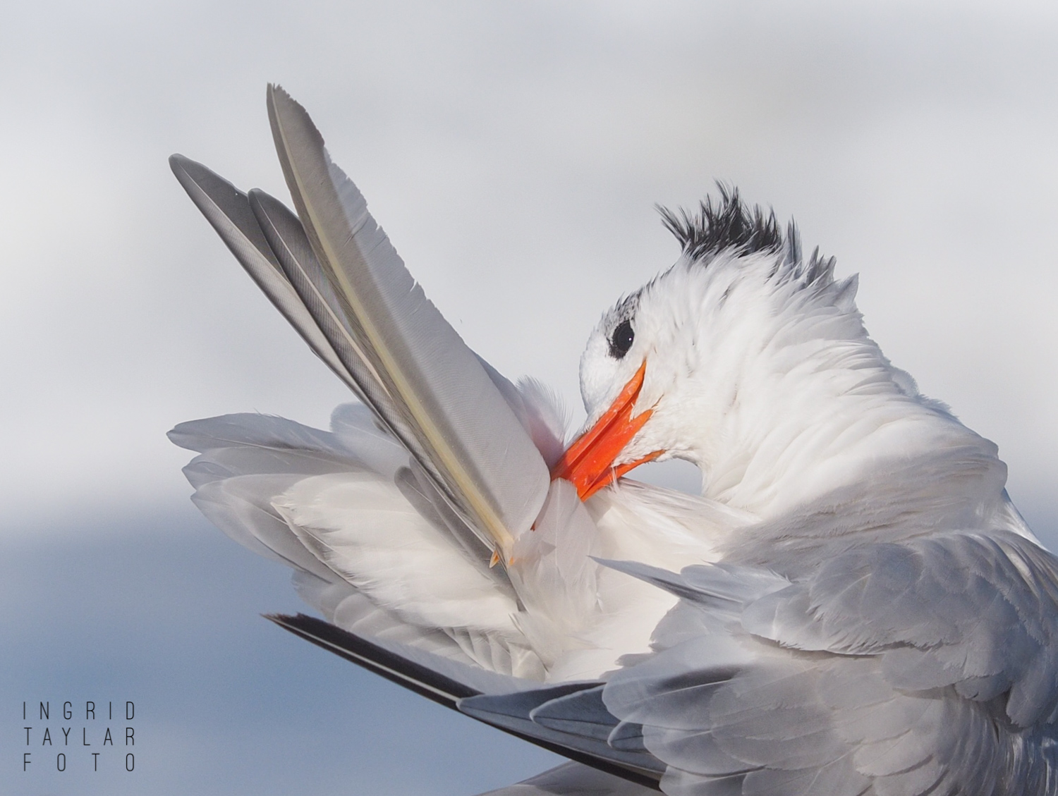 Closeup of Tern Preening