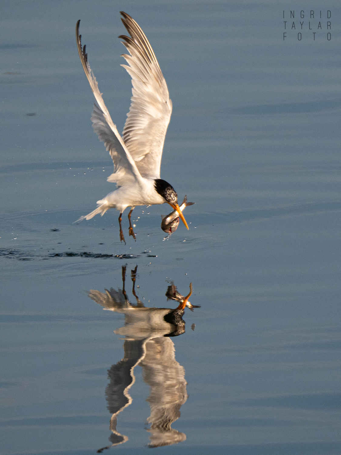 Elegant Tern Catching Fish Reflected