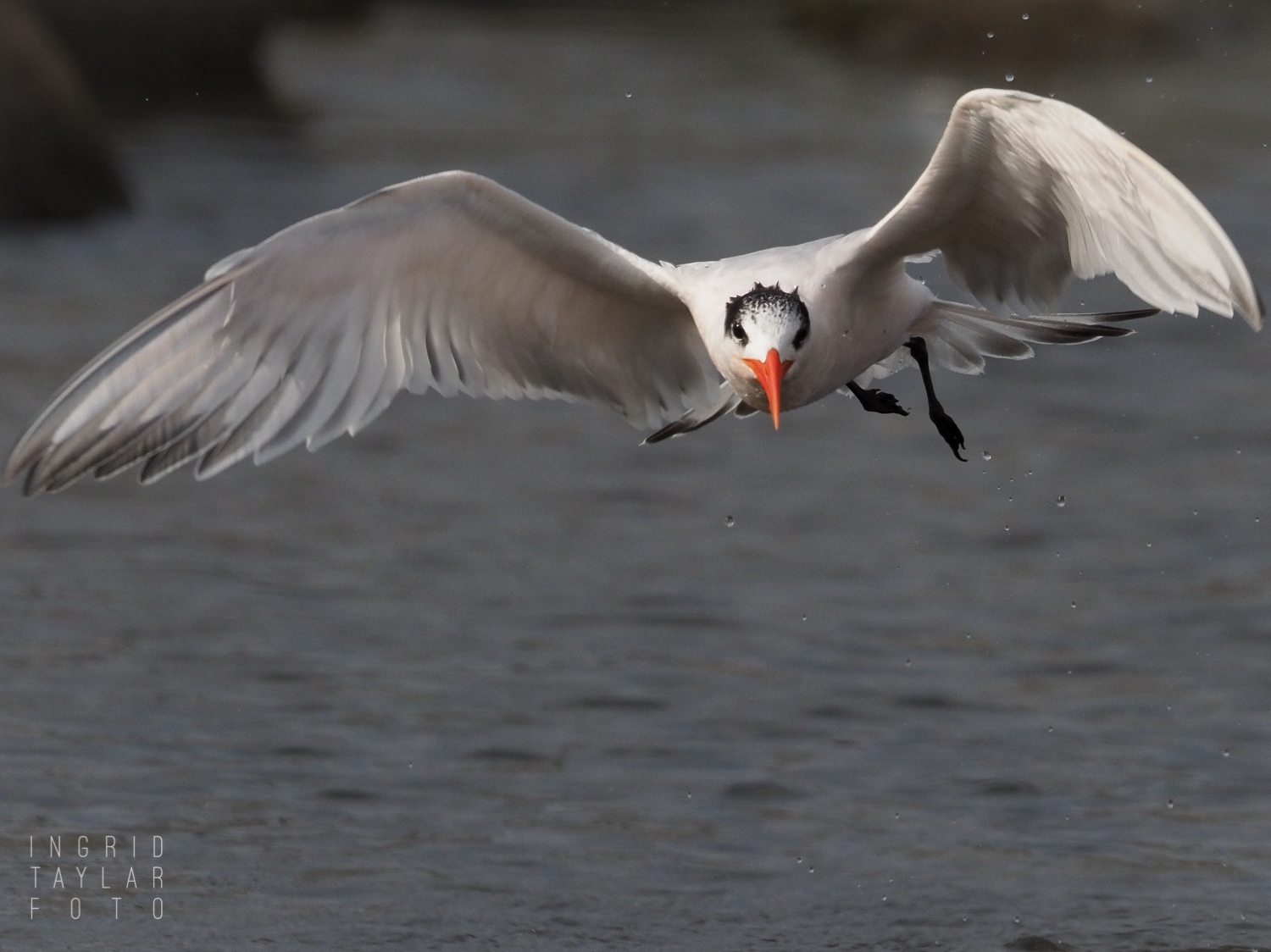 Elegant Tern Taking Off from Water
