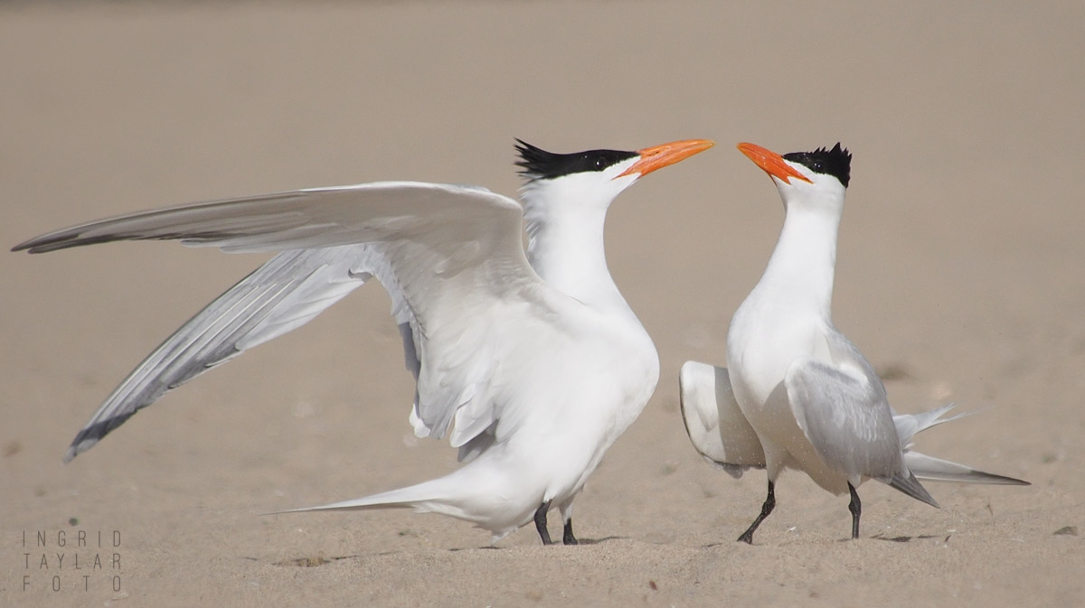Royal Tern Courtship
