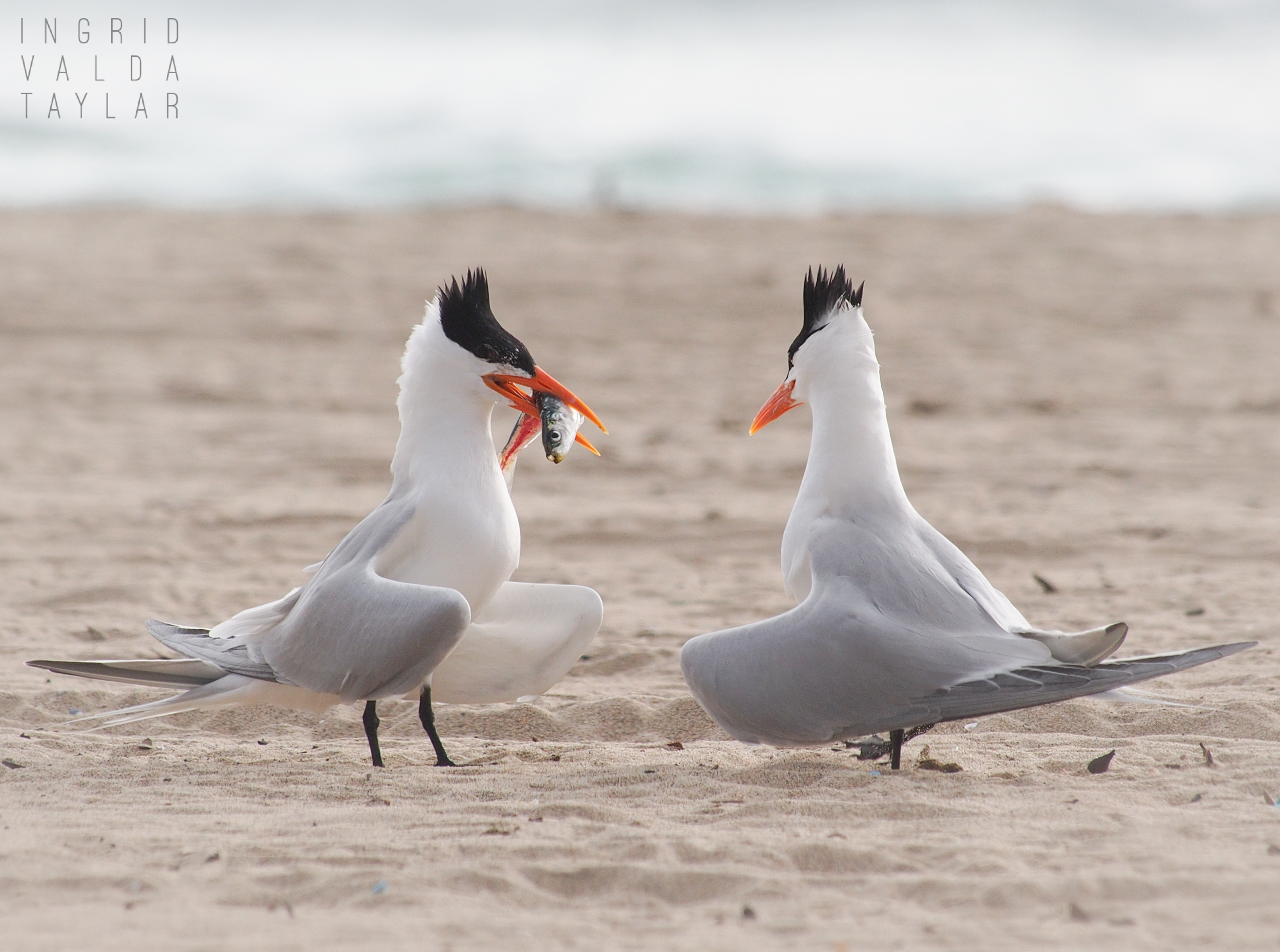 Royal Tern Courtship on the Beach
