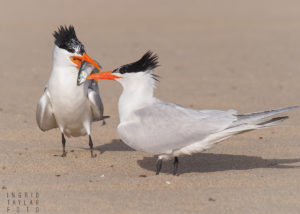 Royal Tern Courtship with Fish 3