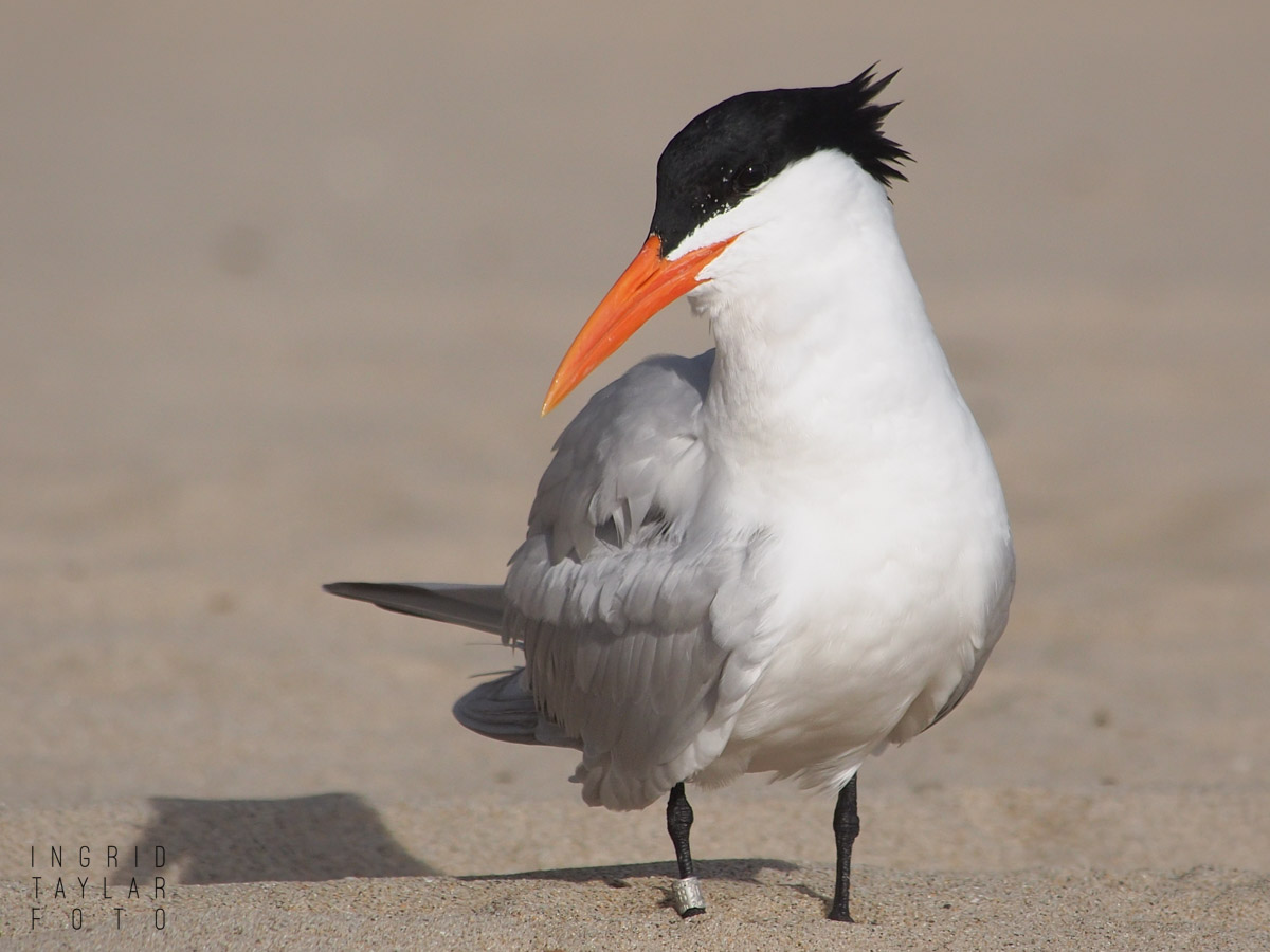 Royal Tern Portrait