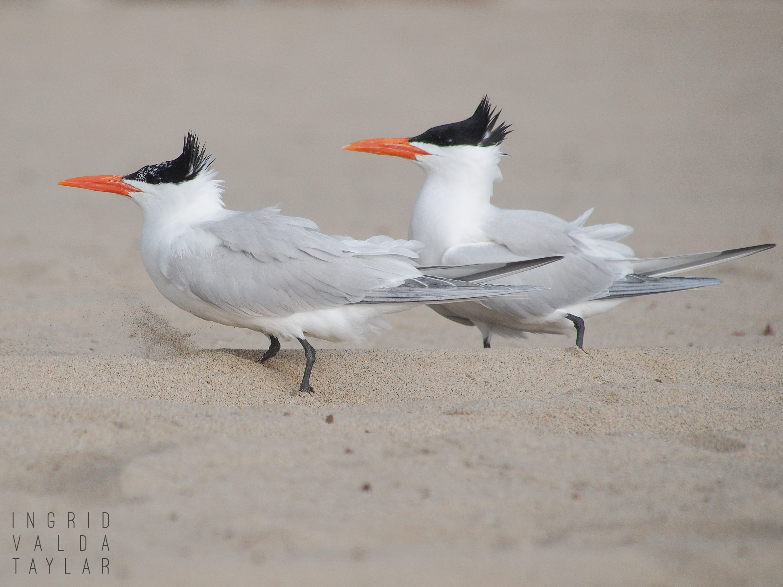 Royal Terns in the Sand