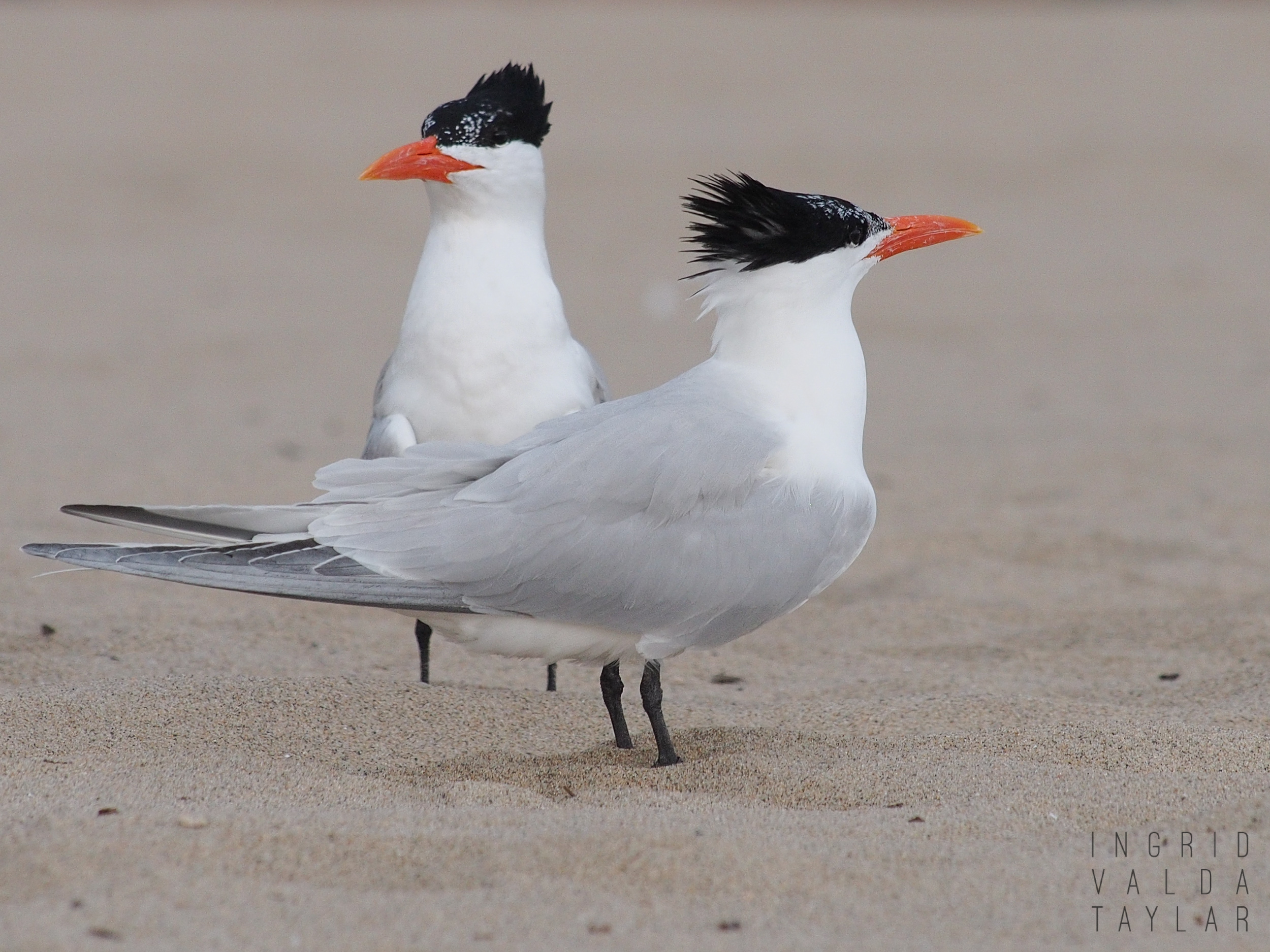 Royal Terns on Hermosa Beach