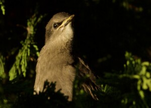 Juvenile Starling in Tree