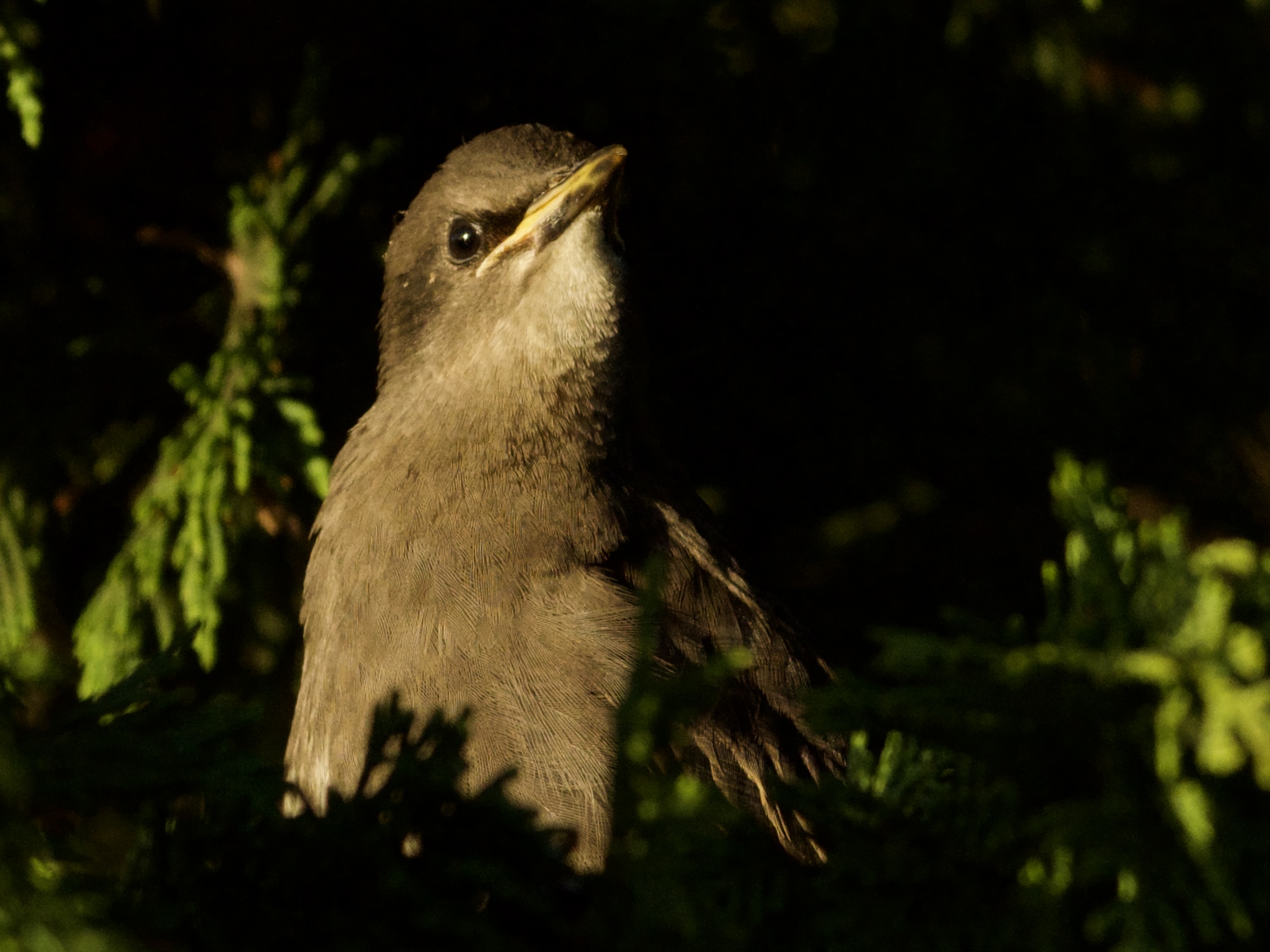 Juvenile Starling in Tree