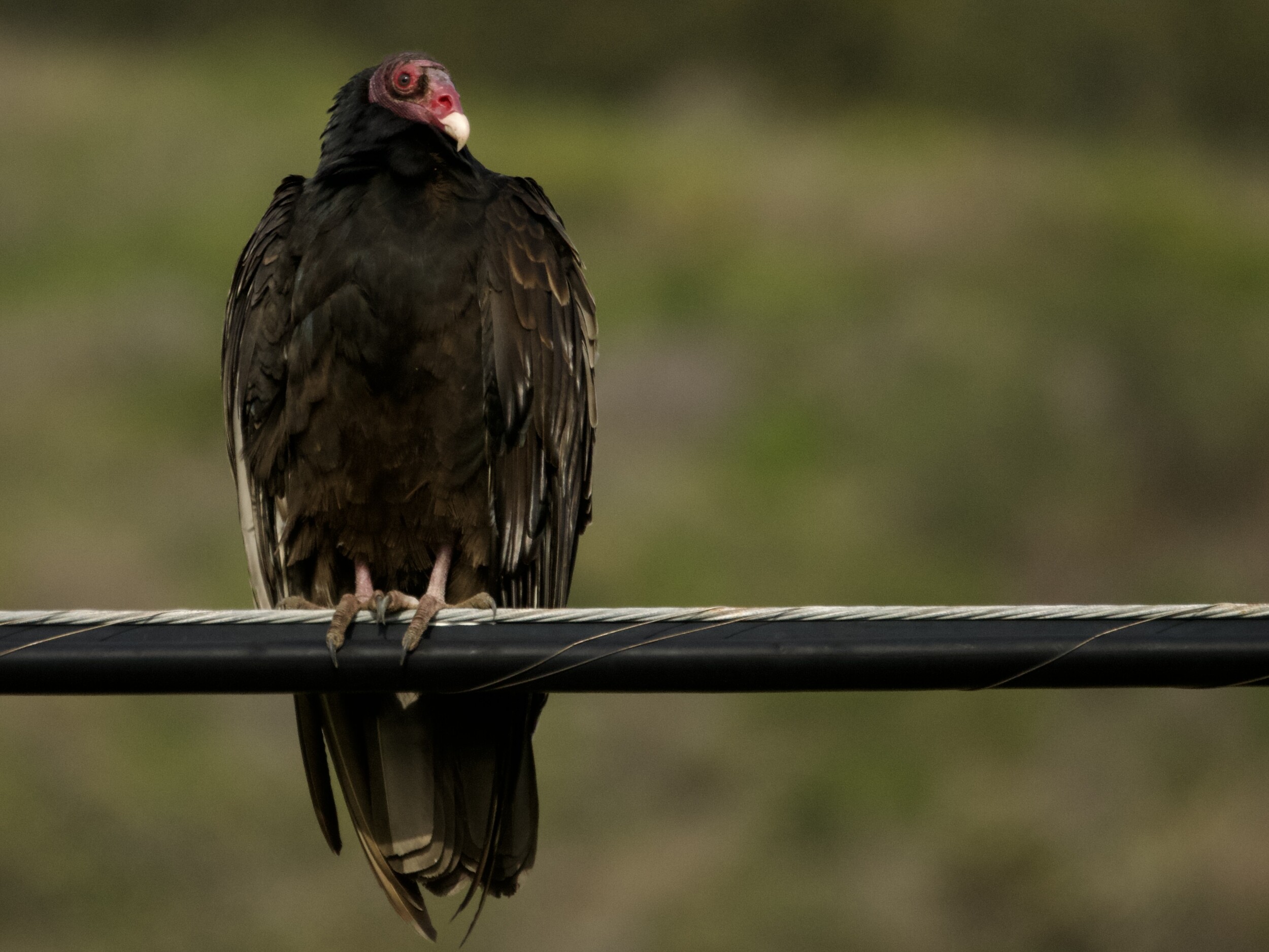 Turkey Vulture on Utility Cable at Point Molate