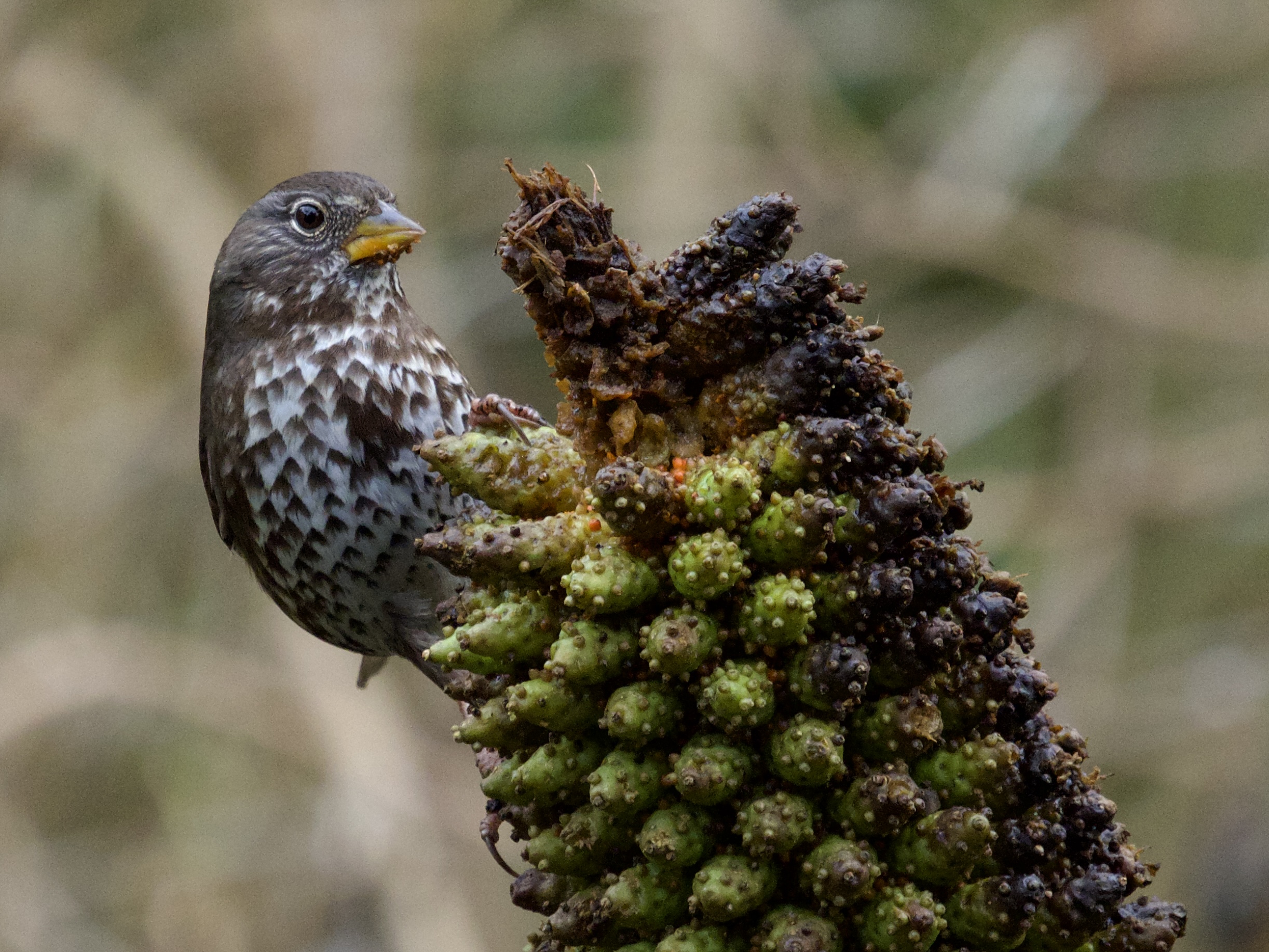 Hermit Thrush in Ancient Plants Garden at San Francisco Botanical