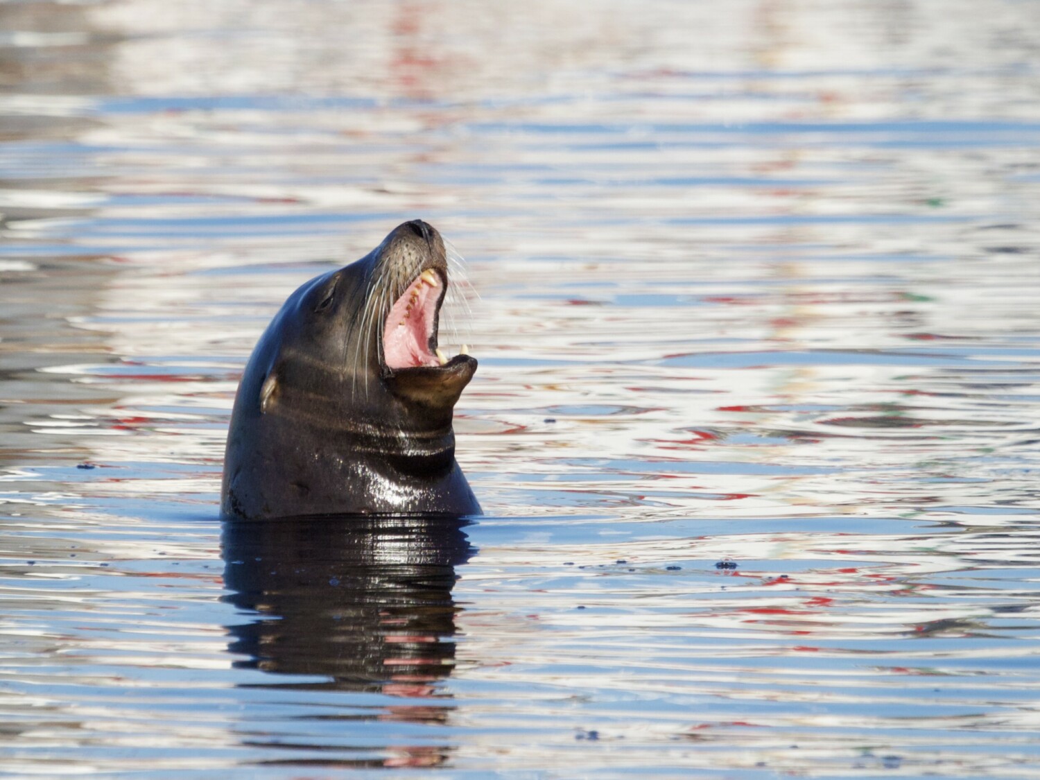 Sea Lion Yawn in Monterey Bay