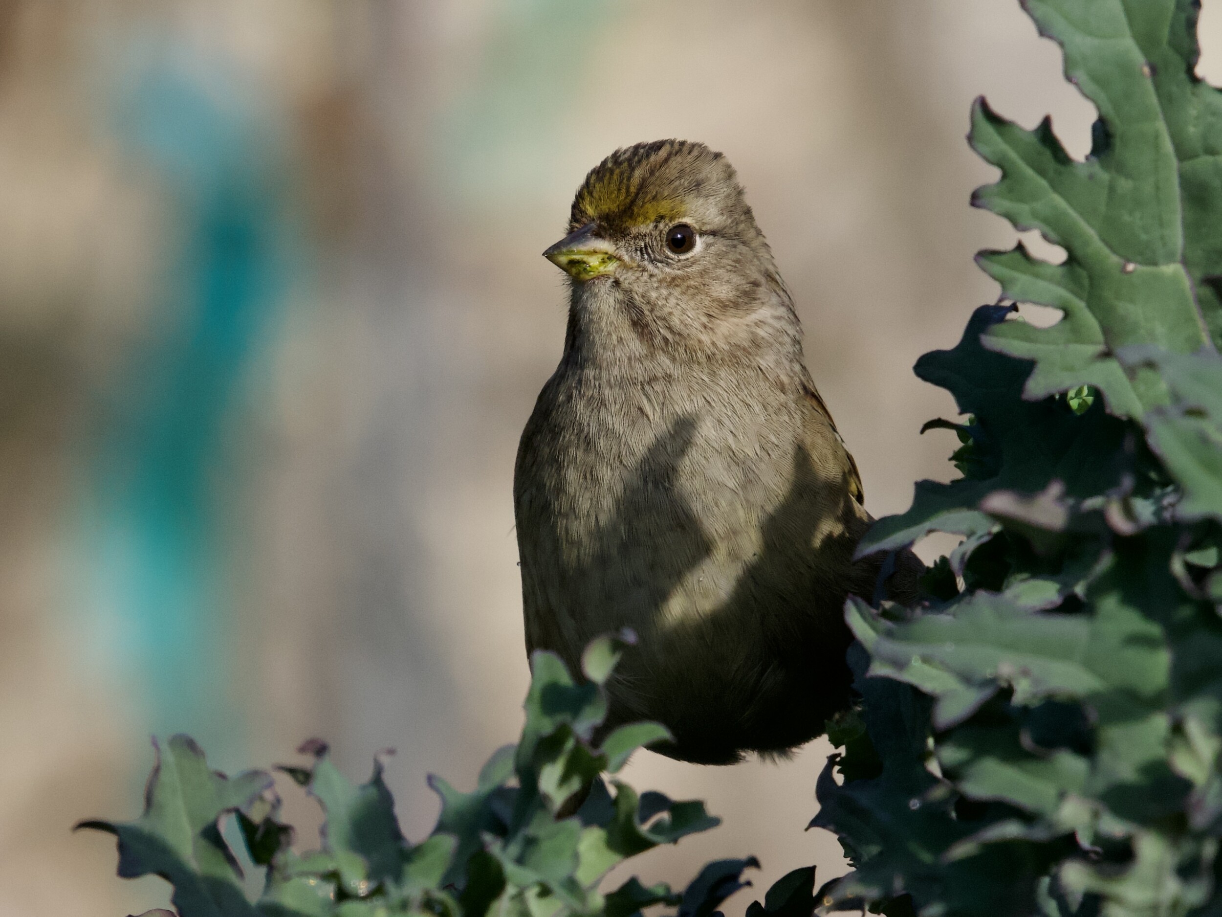 Golden-Crowned Sparrow in Shrub