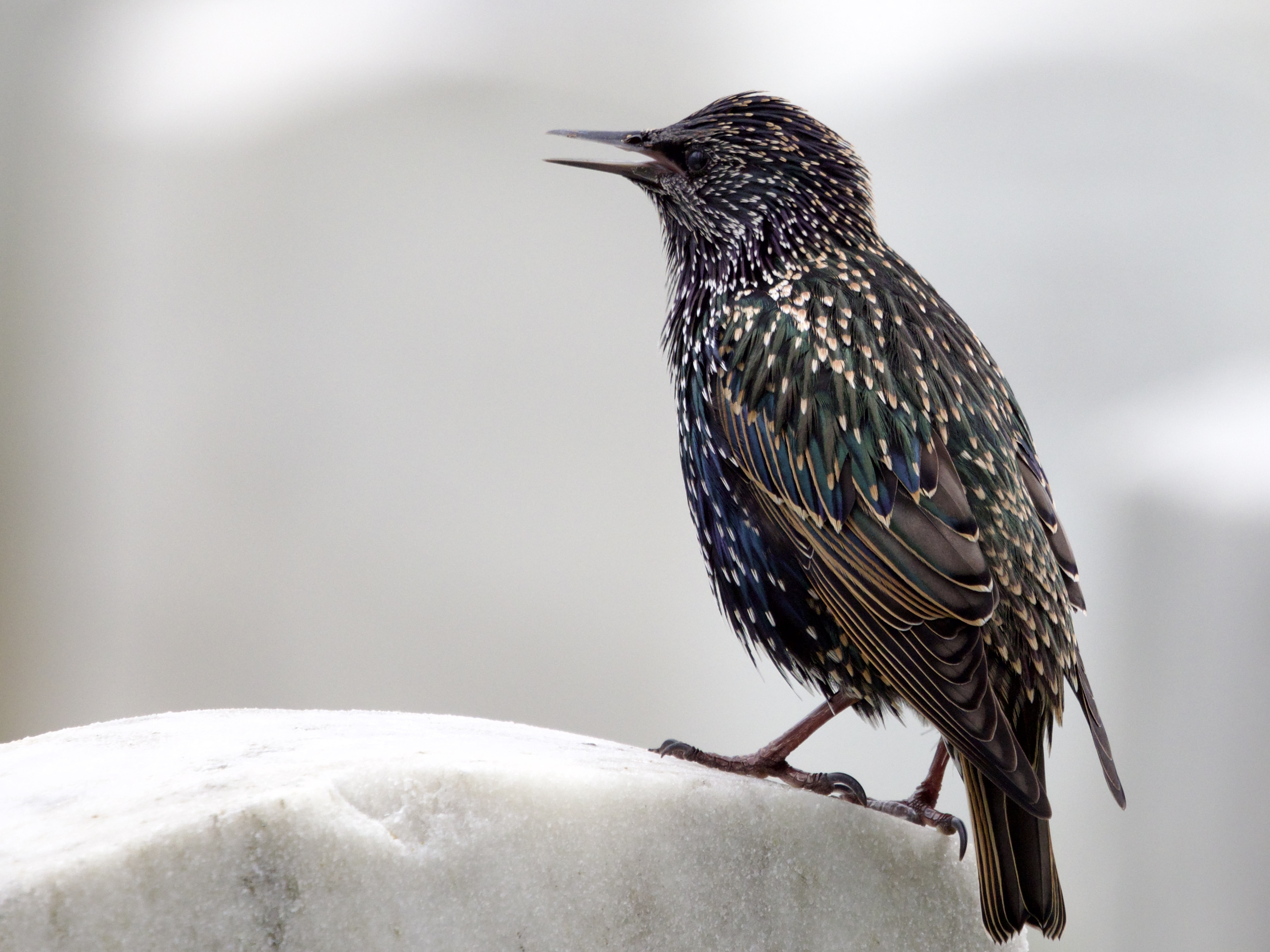 European Starling Singing