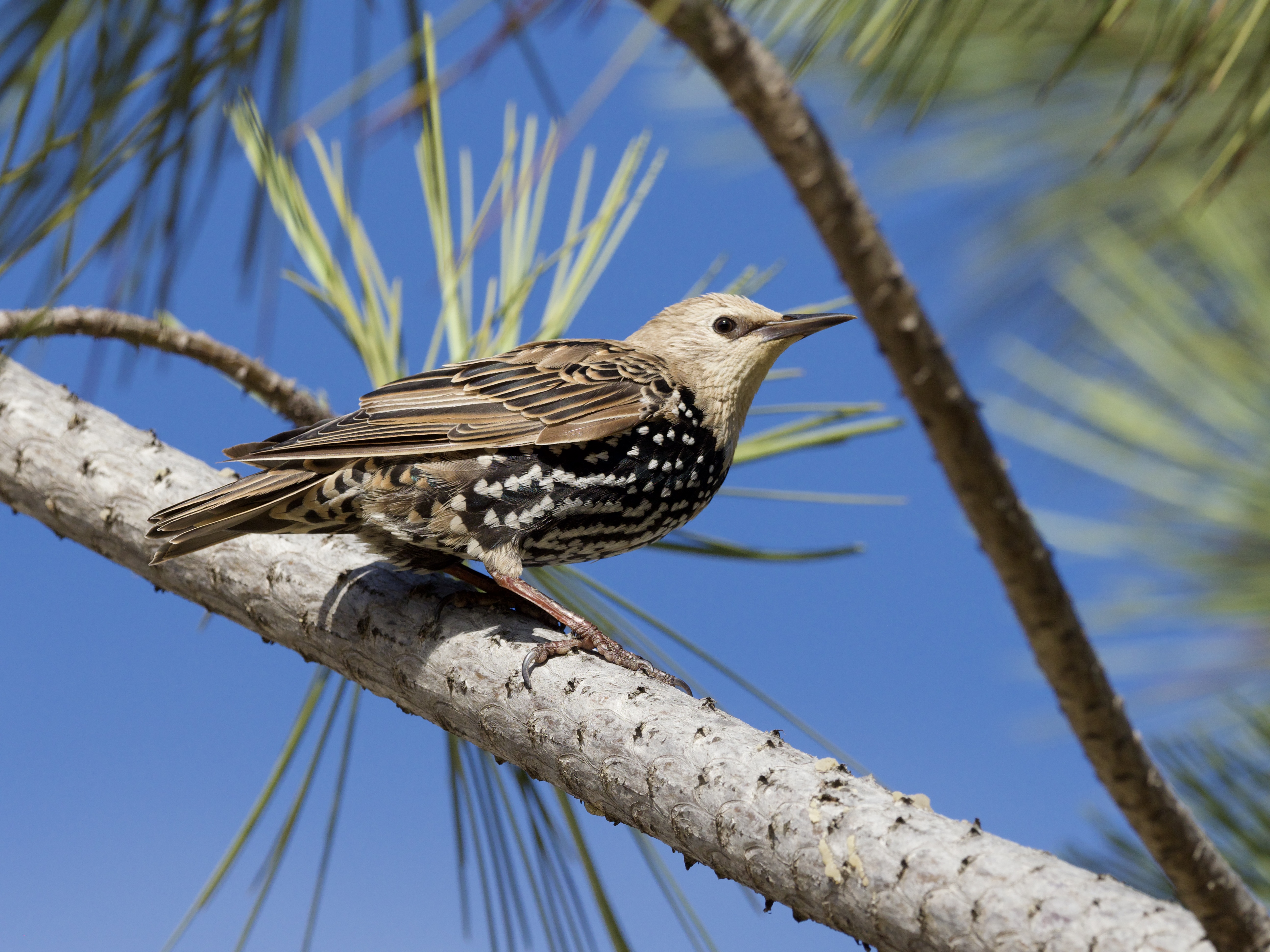 European Starling in Tree