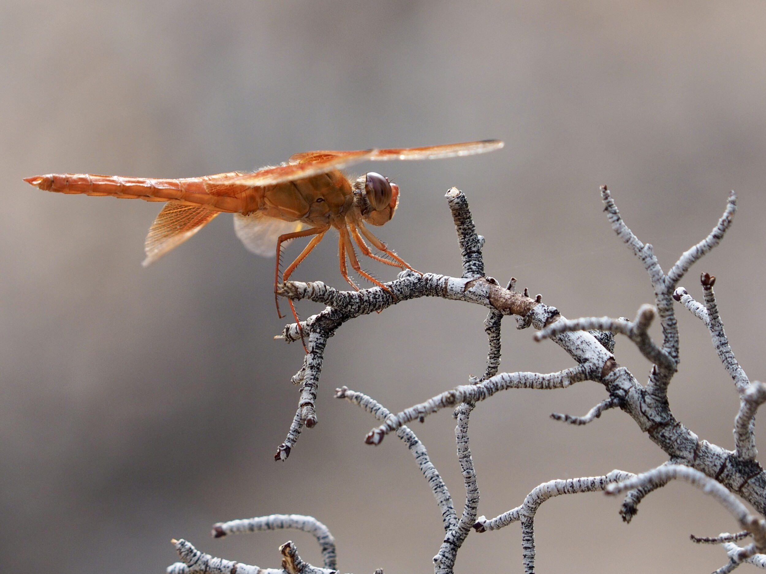 Red Dragonfly on Branch