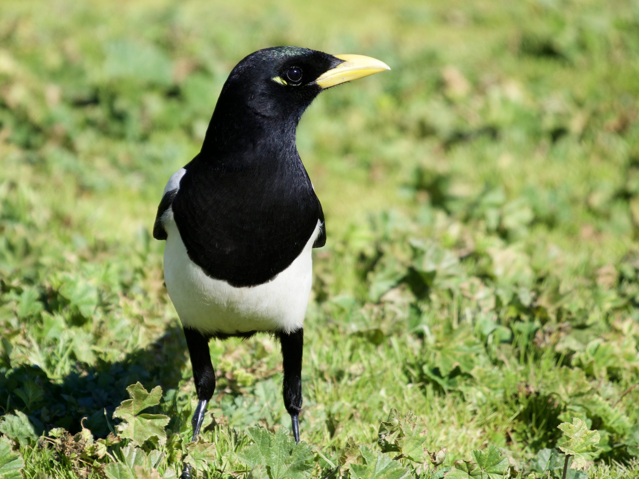 Yellow-Billed Magpie on Grass