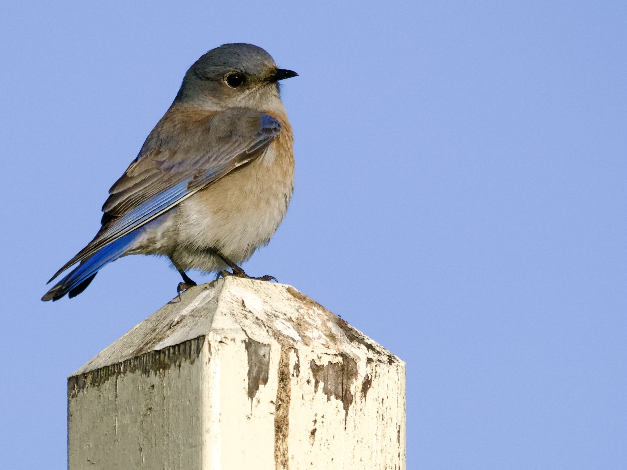 Western Bluebird Female on Fence Post