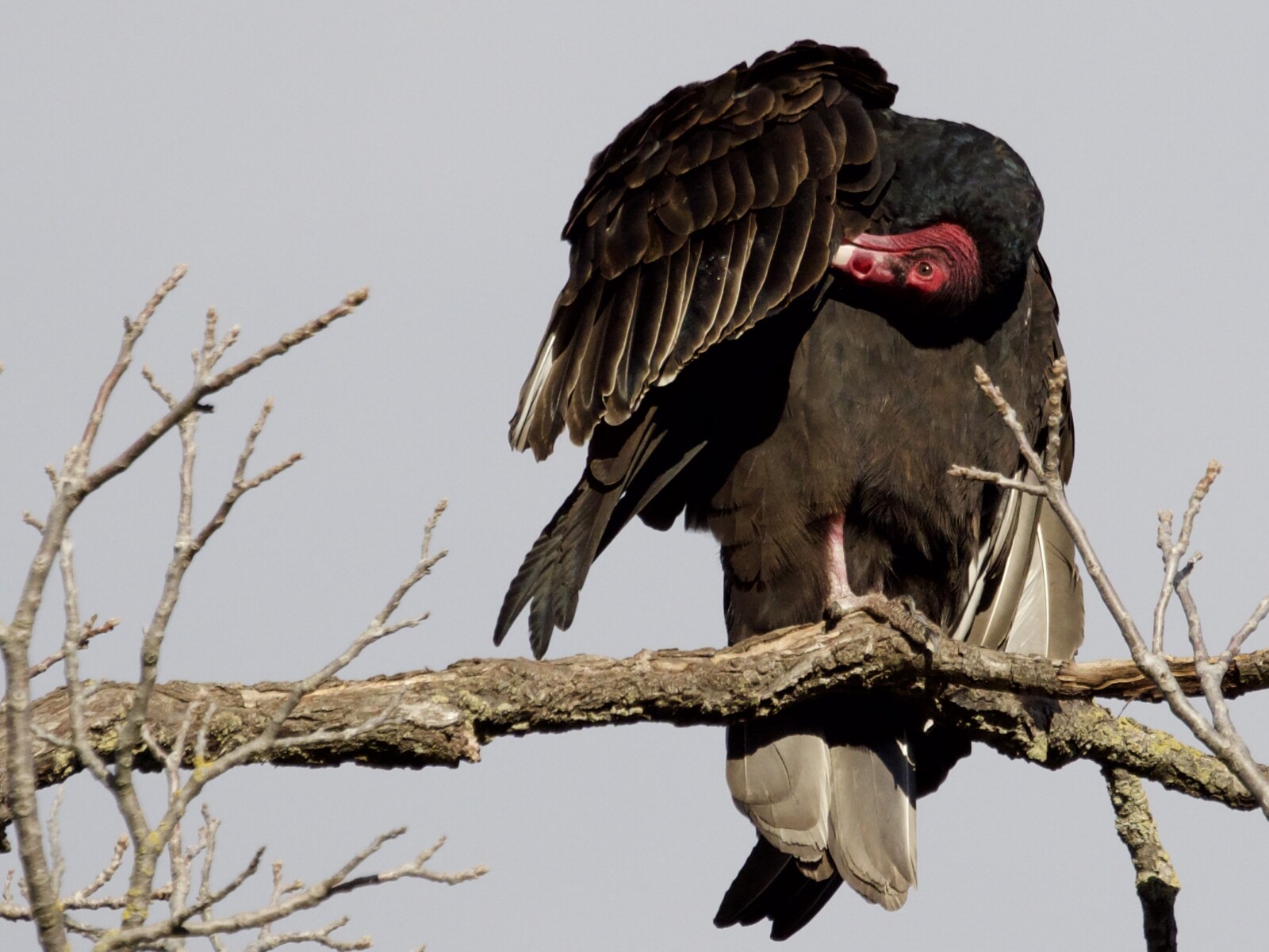 Turkey Vulture Preening in Tree at Olompali State Park