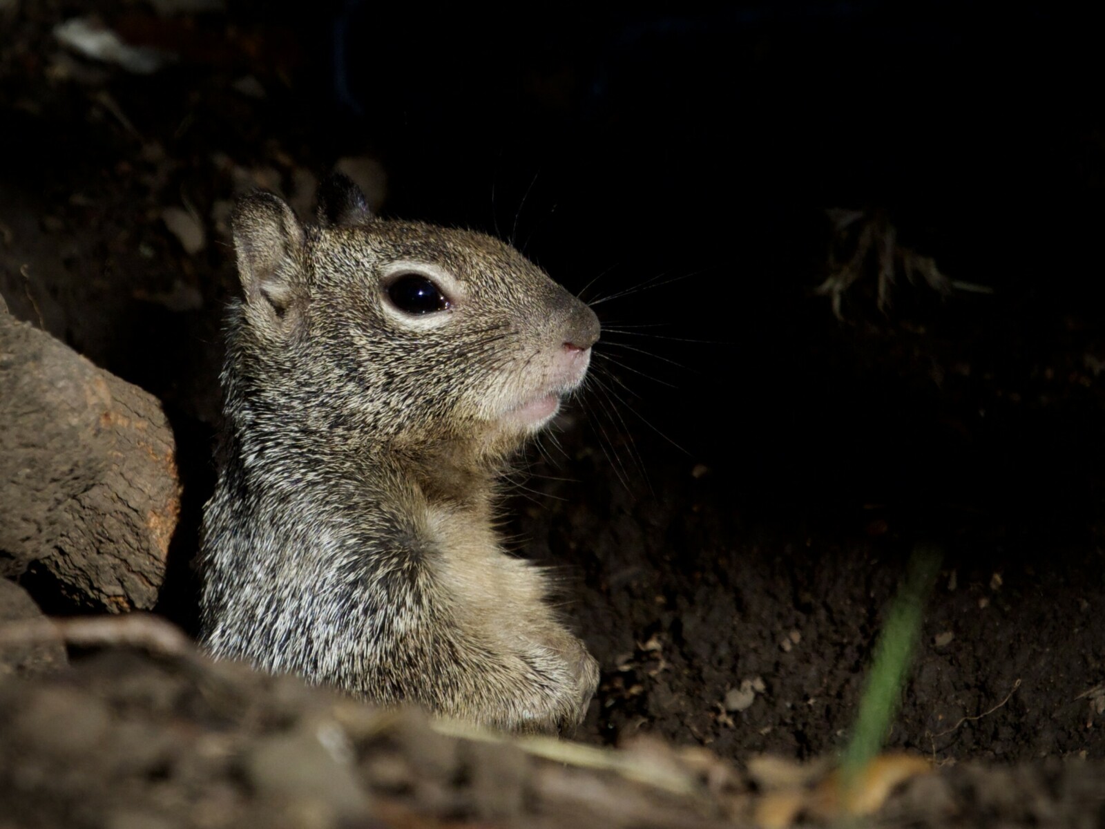 California Ground Squirrel in Burrow