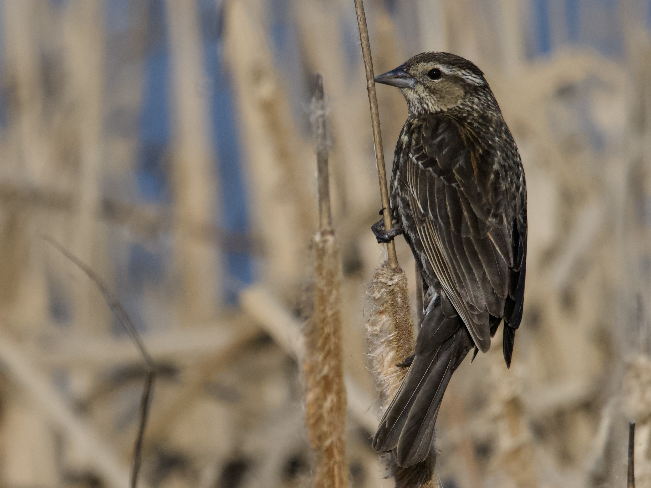 Female Red-Winged Blackbird on Cattails at Las Gallinas