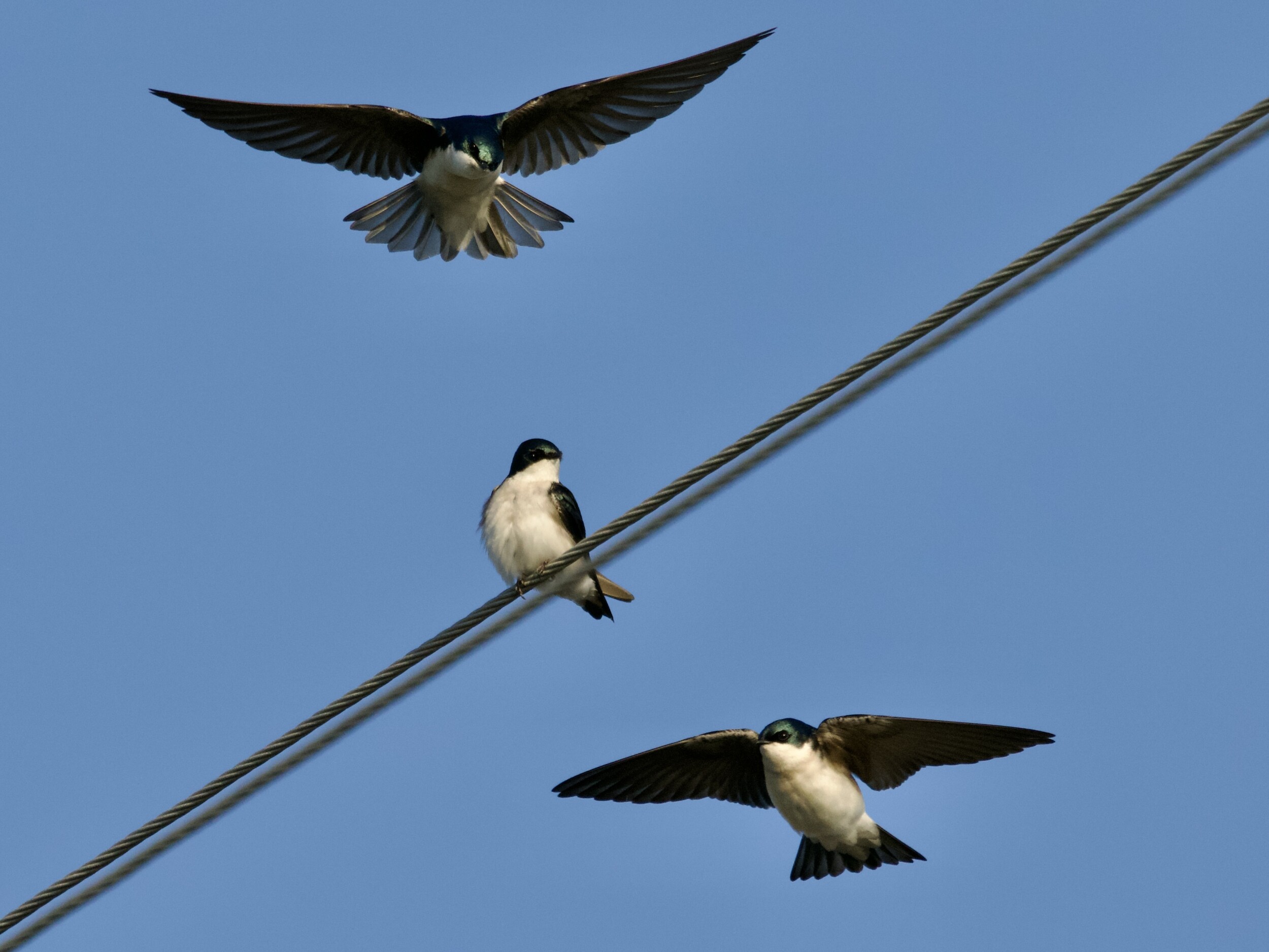Tree Swallows on Power Lline