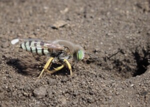 Sand Wasp Digging at Bodega Head