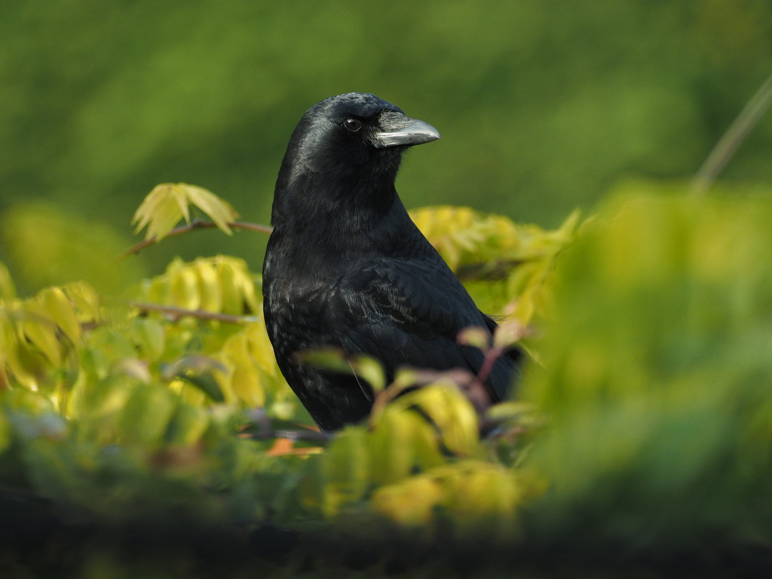 American Crow Framed in Green