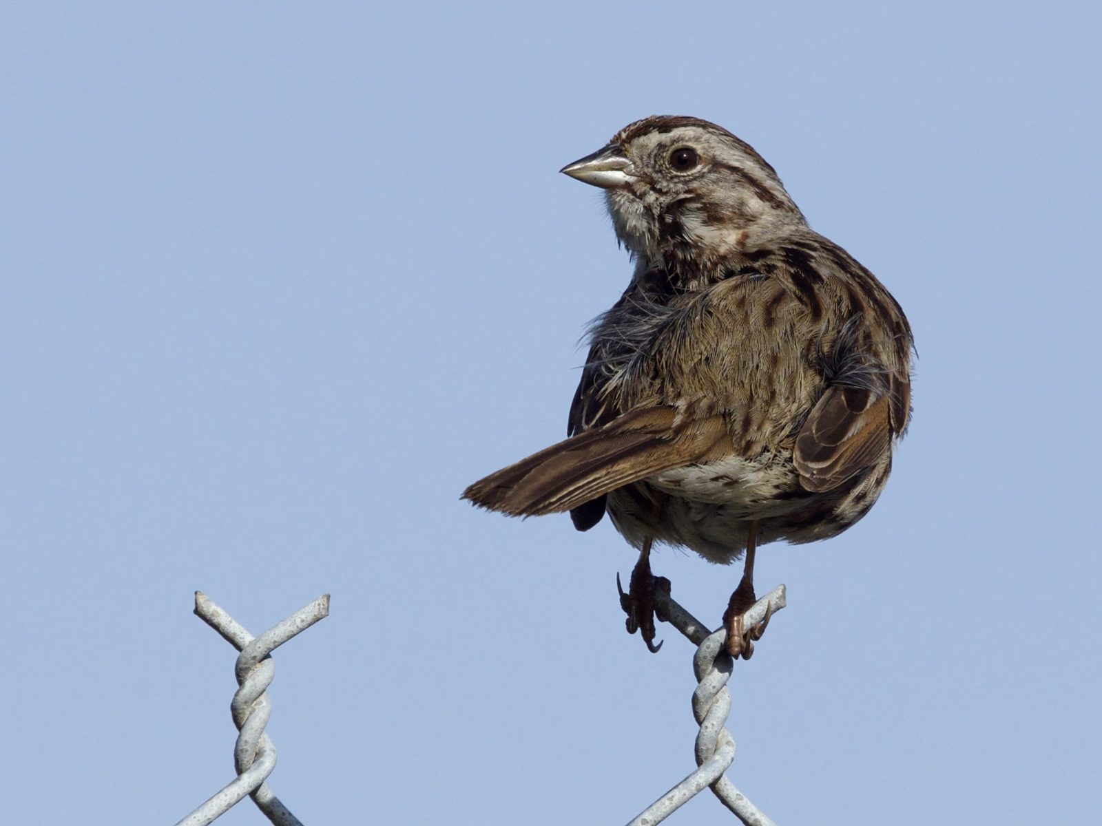 Song Sparrow on Wire Fence