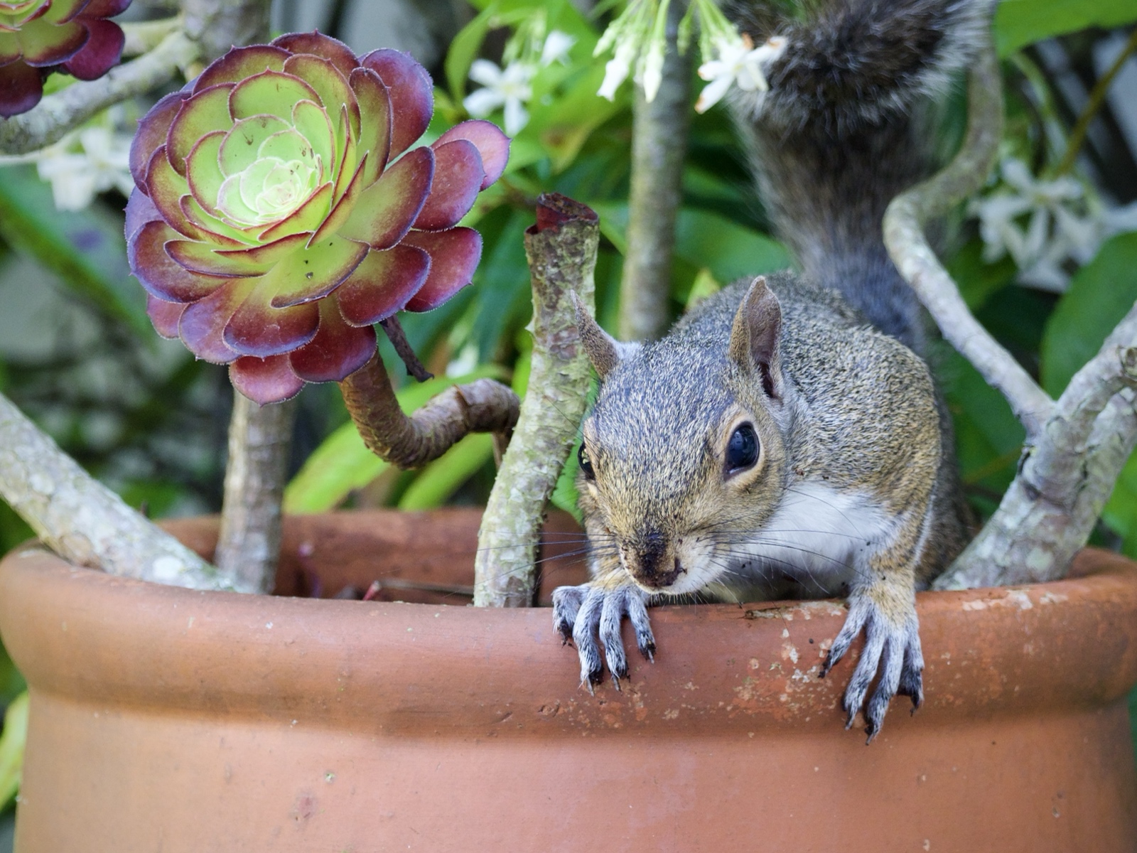Gray Squirrel in Planter