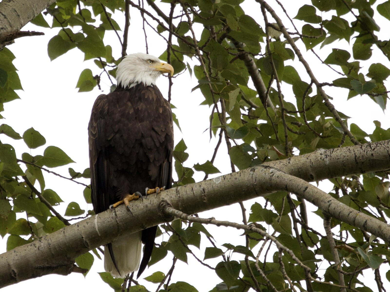 Bald Eagle in Tree at Union Bay Seattle