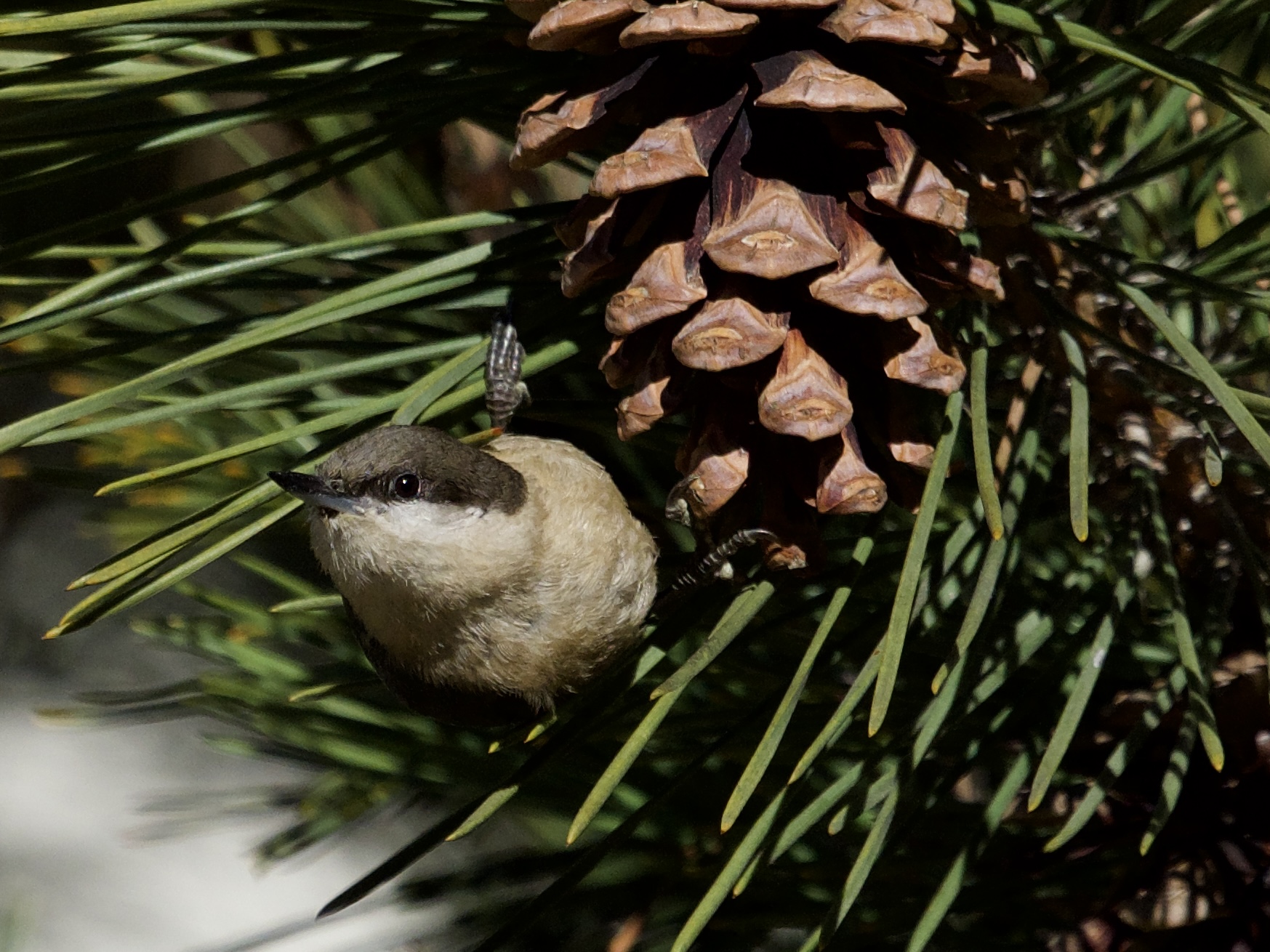 Pygmy Nuthatch on Pine Cone