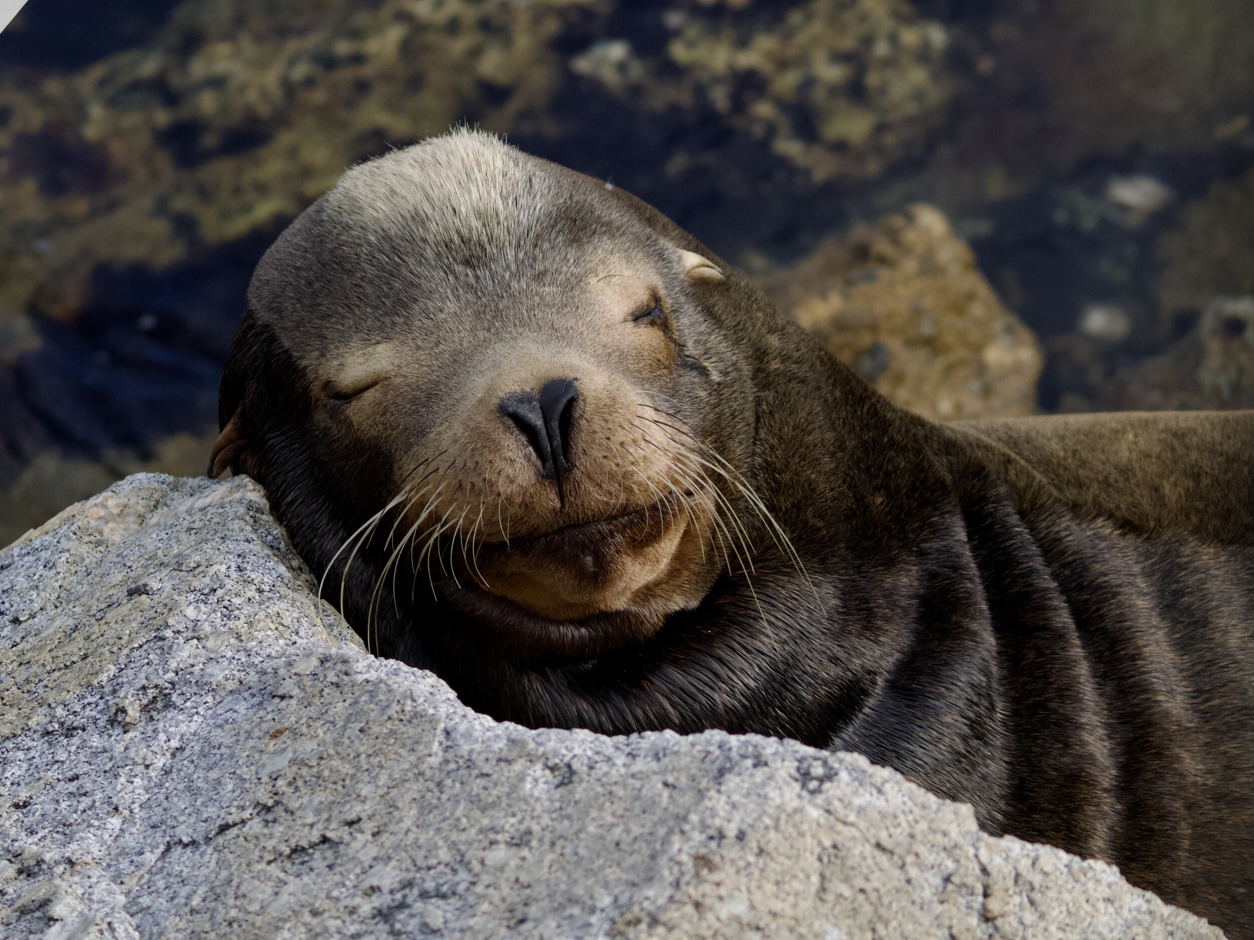 Sea Lion Sleeping on Rock