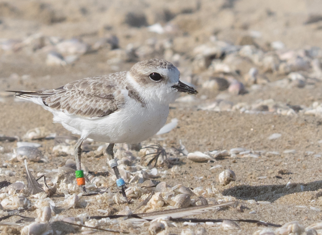Snowy Plover with Bands