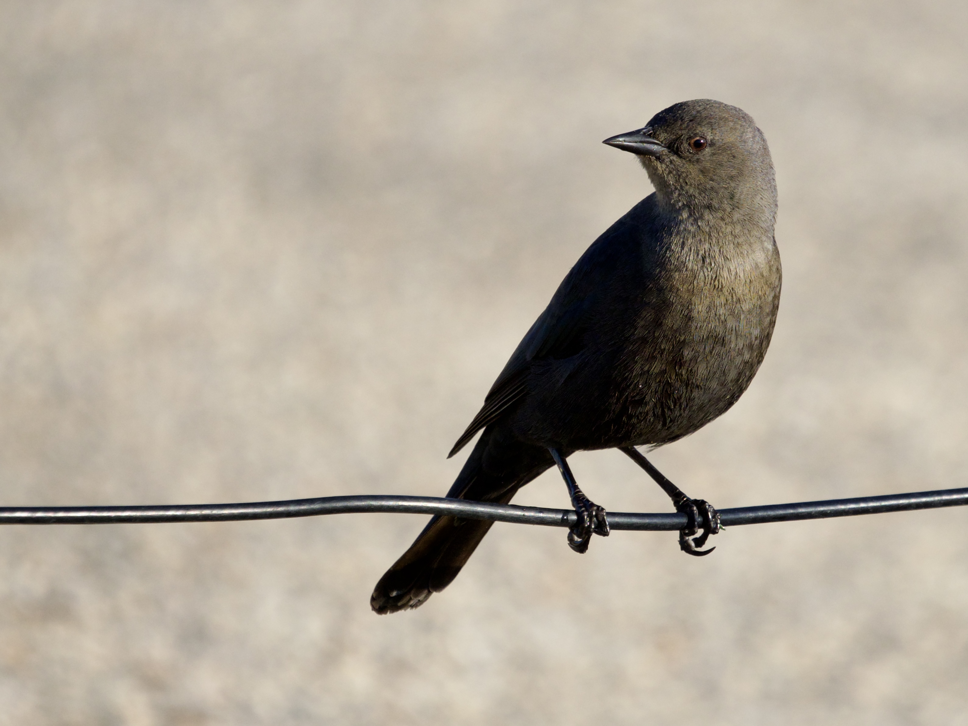 Brewer's Blackbird Female on Wire in Presidio SF