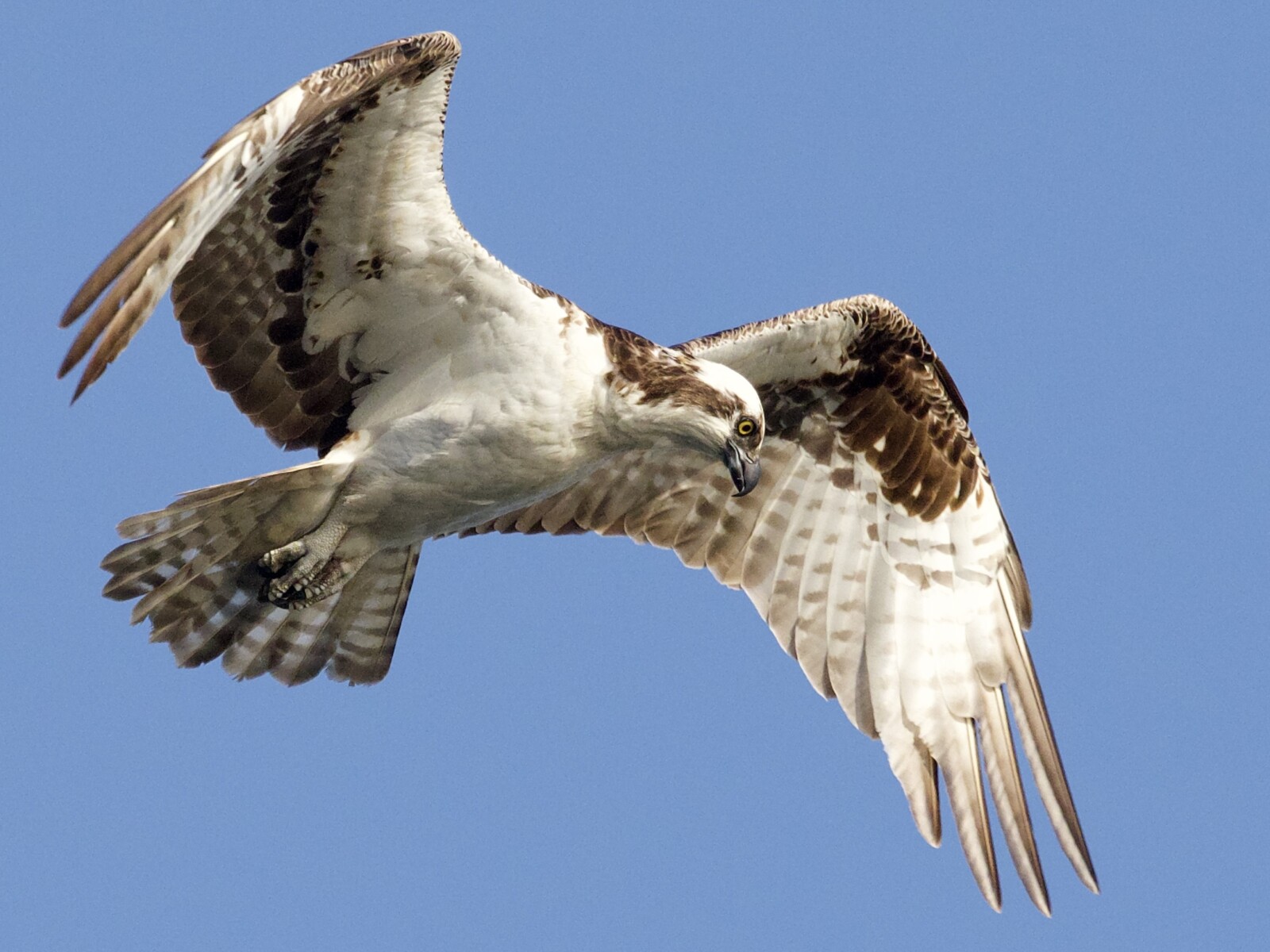 Osprey in flight at Bolsa Chica Ecological Reserve