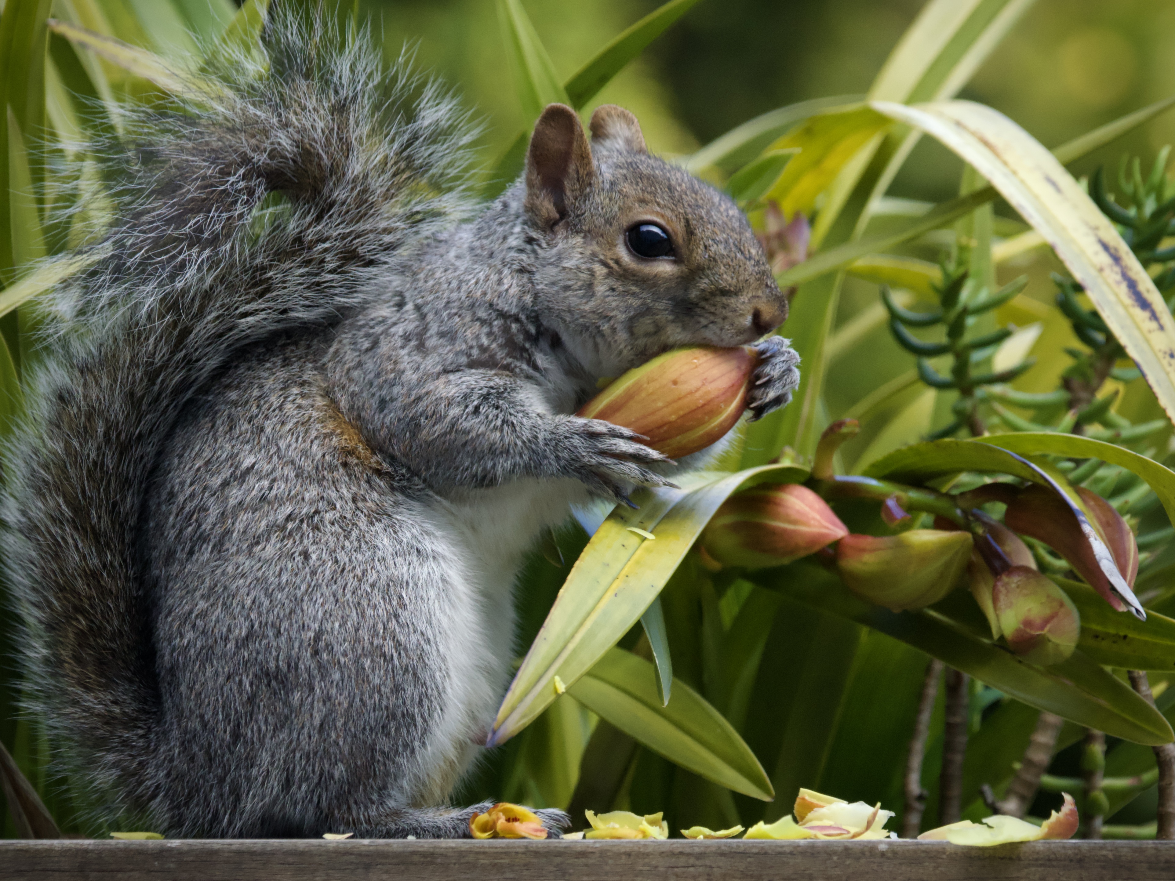 Gray Squirrel Eating Flower Bud