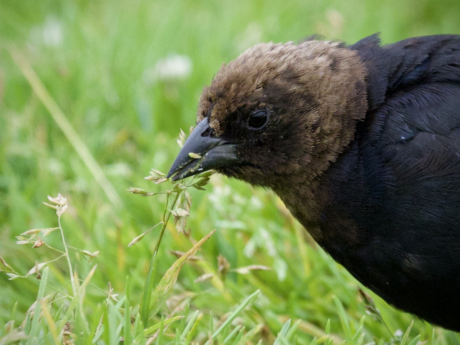 Brown-Headed Cowbird Male Eating Grass Seeds in San Francisco