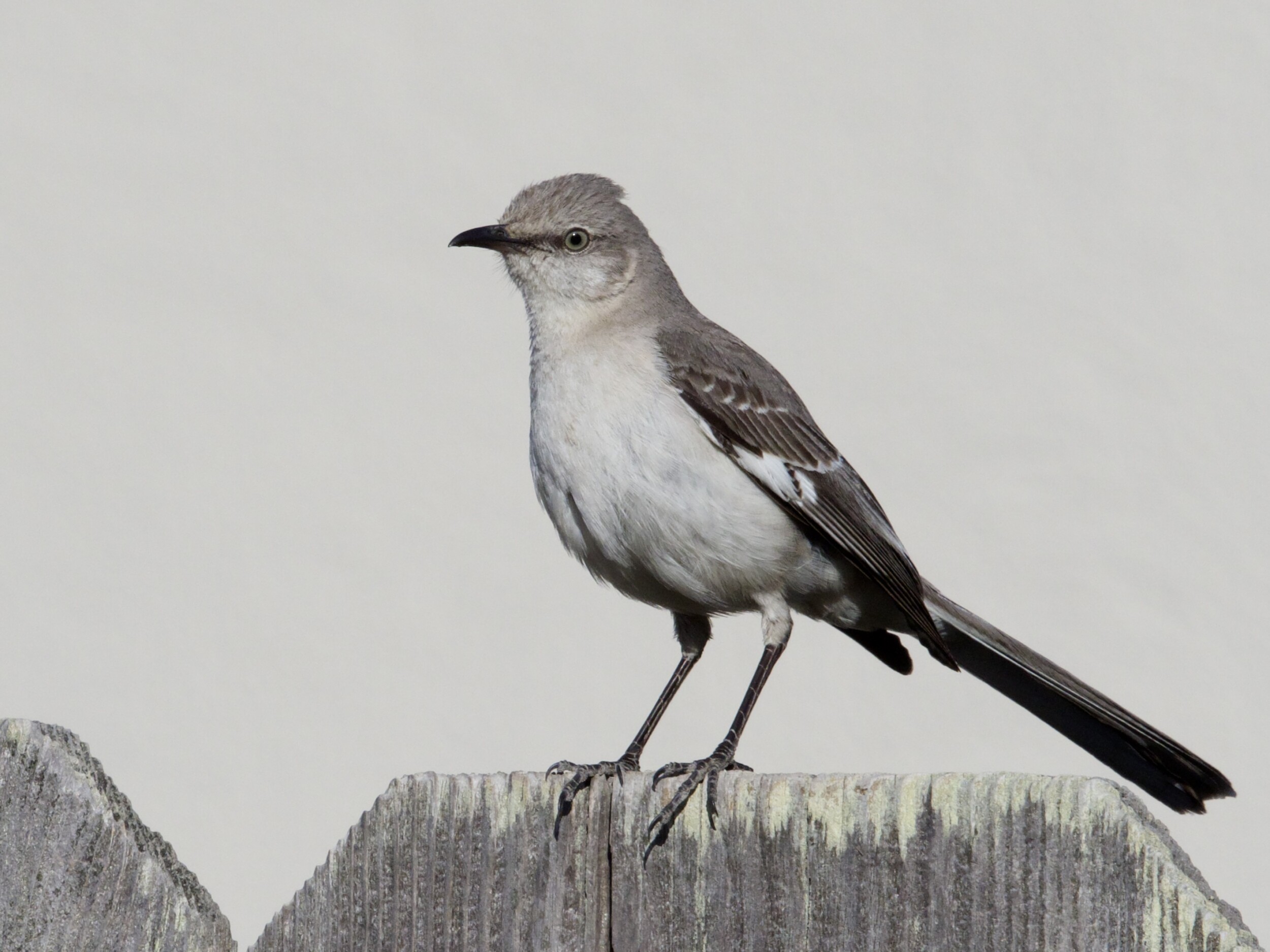 Northern Mockingbird on Fence in Fort Ord
