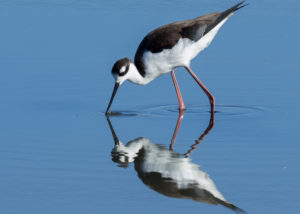 Black-Necked Stilts Reflected in Blue