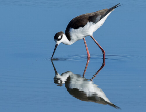 Black-Necked Stilts