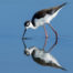 Black-Necked Stilts Reflected in Blue