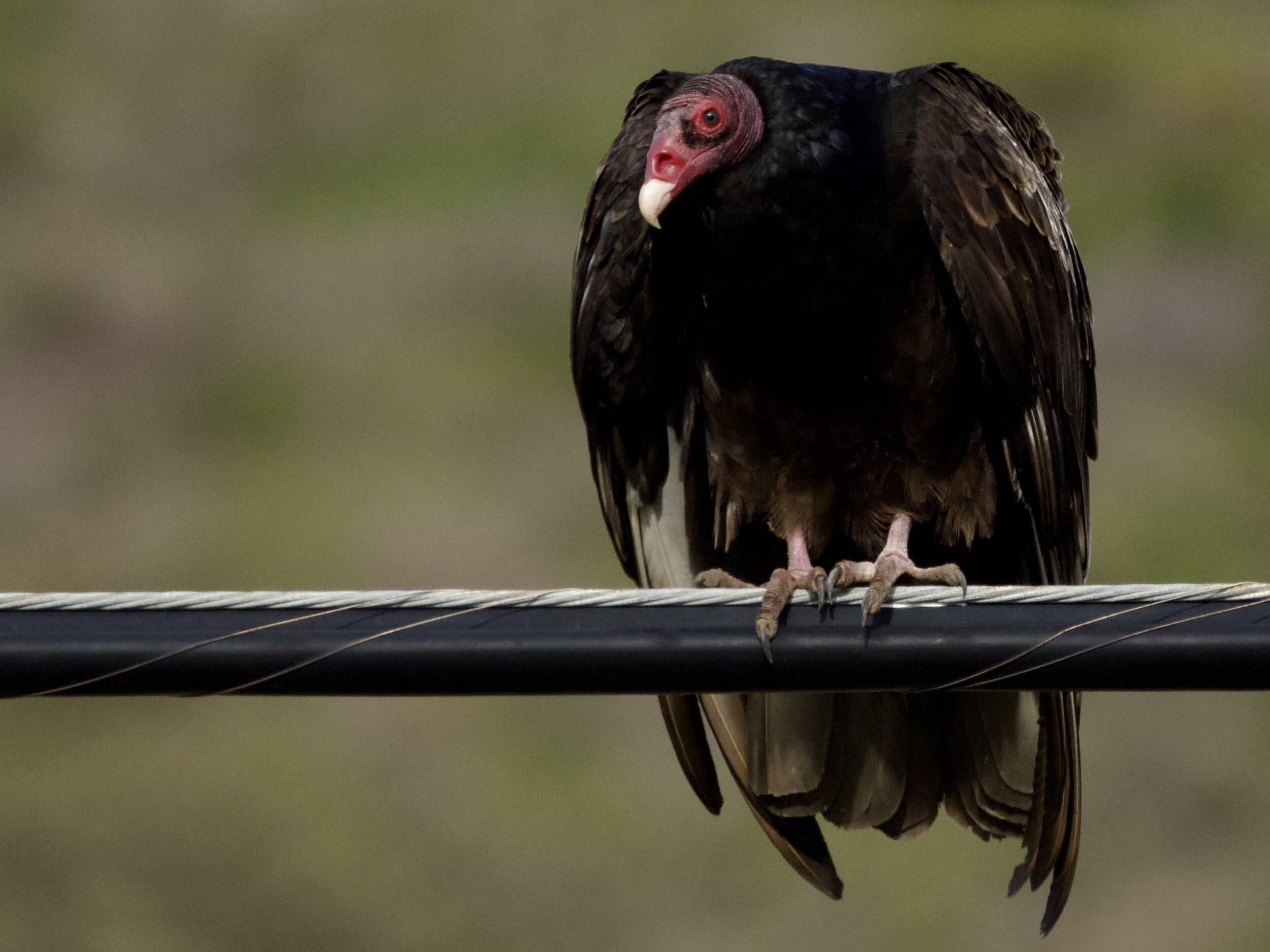 Turkey Vulture Preening at Point Molate