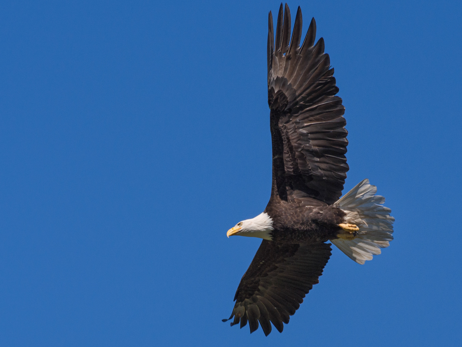 Adult Bald Eagle in Flight