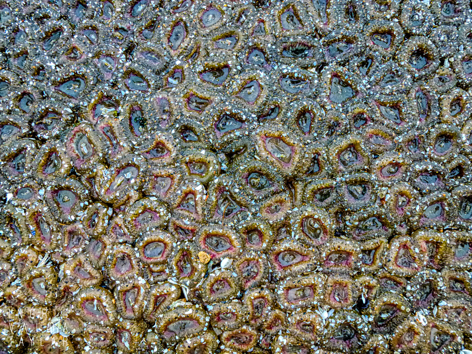 Aggregating Anemones on Oregon Coast 2