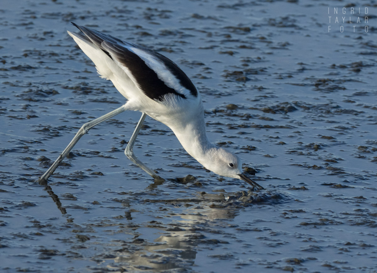 White Tags - Whitebird