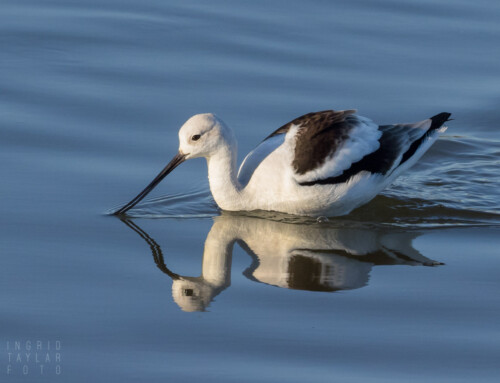 American Avocets